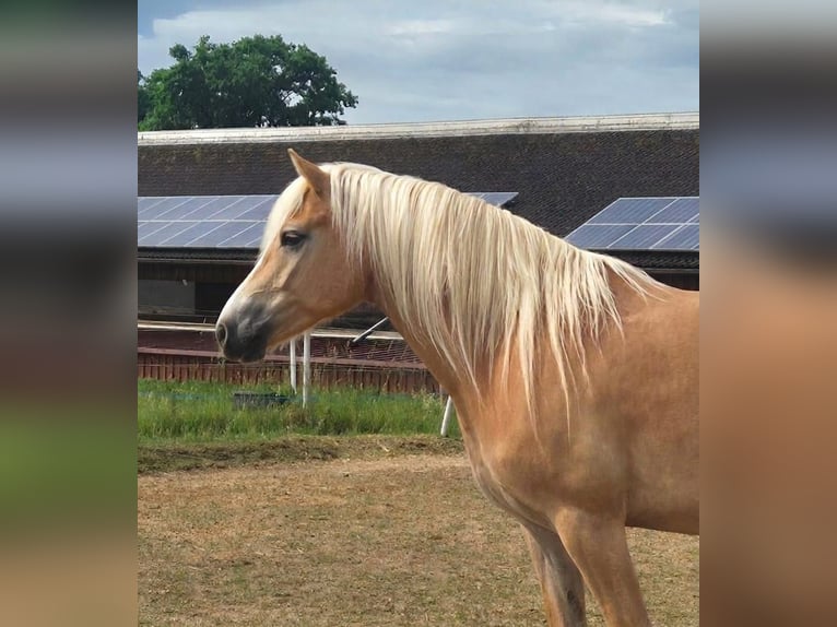 Haflinger Merrie 3 Jaar 150 cm  in Freystadt