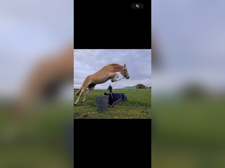 Haflinger Merrie 3 Jaar 150 cm in Hohenseeden