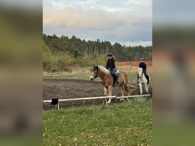 Haflinger Merrie 3 Jaar 150 cm in Hohenseeden