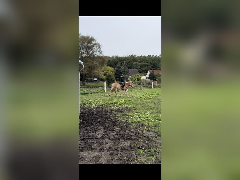 Haflinger Merrie 3 Jaar 150 cm in Hohenseeden