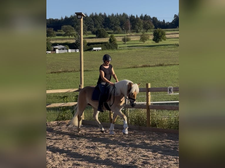 Haflinger Merrie 3 Jaar 150 cm Vos in Engelsbrand