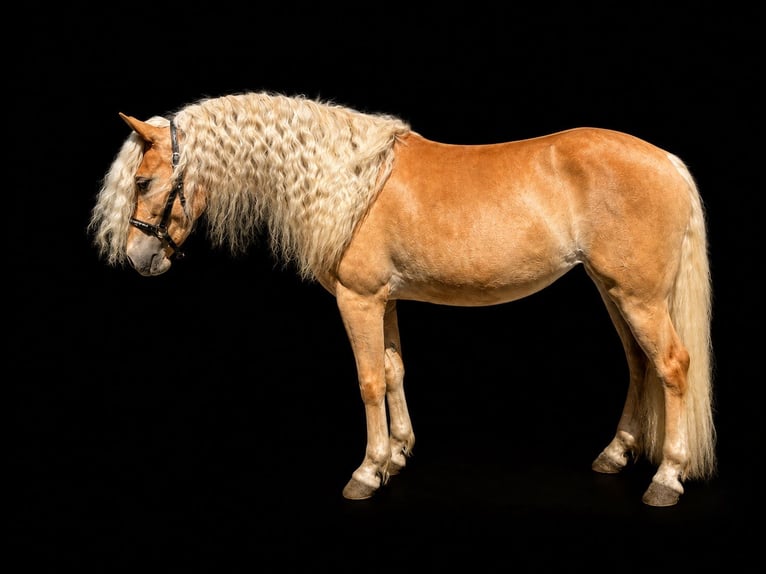 Haflinger Merrie 3 Jaar 150 cm Vos in Kehlen