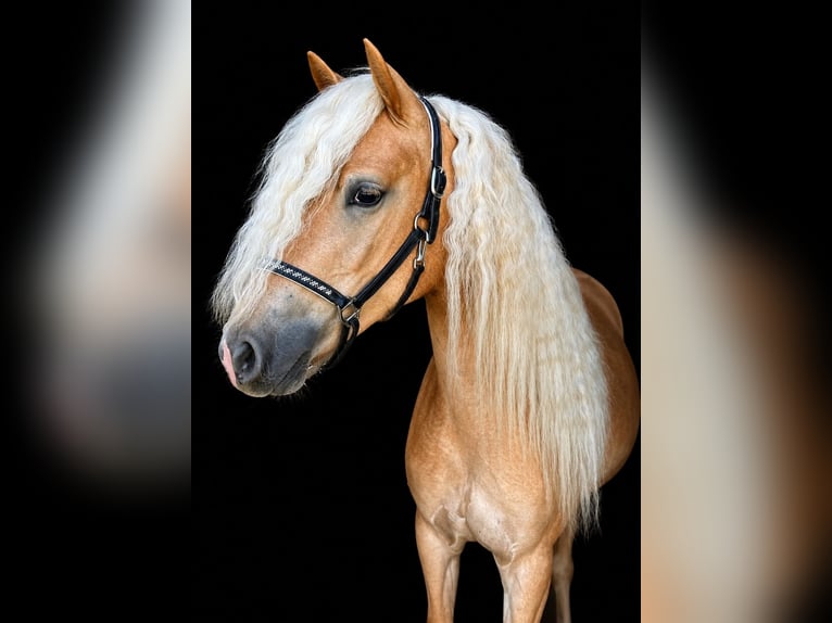 Haflinger Merrie 3 Jaar 150 cm Vos in Kehlen