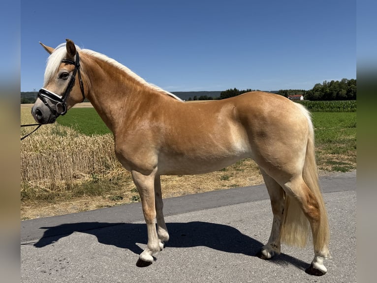 Haflinger Merrie 3 Jaar 150 cm Vos in Riedlingen