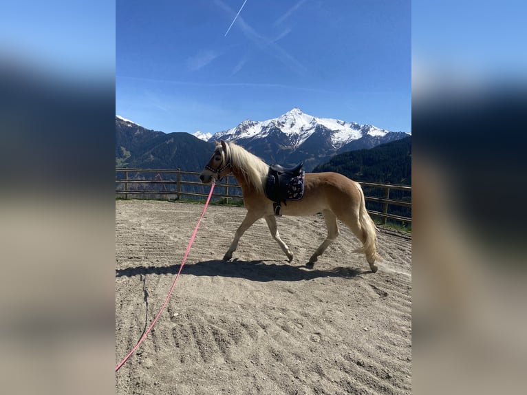 Haflinger Merrie 3 Jaar 150 cm Vos in Hippach-Schwendberg