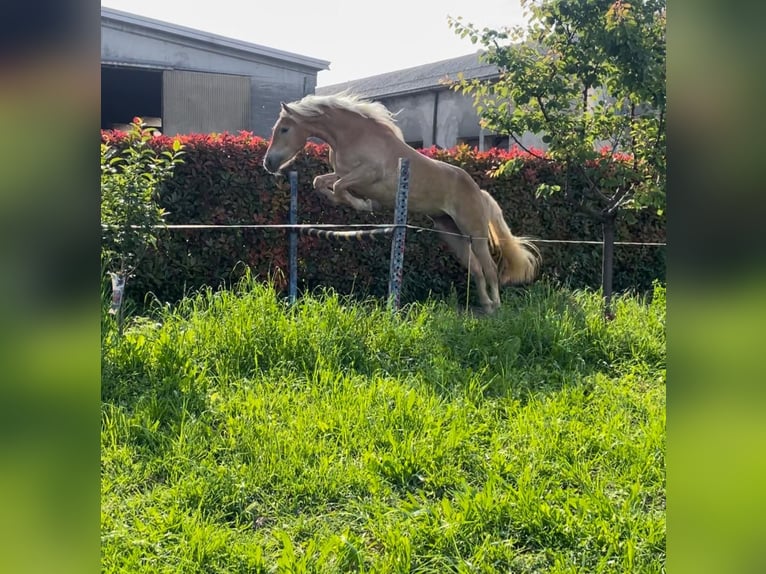 Haflinger Merrie 3 Jaar 150 cm Vos in Caravaggio