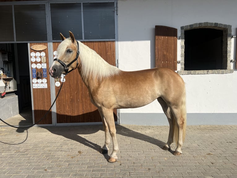 Haflinger Merrie 3 Jaar 151 cm  in Laberweinting