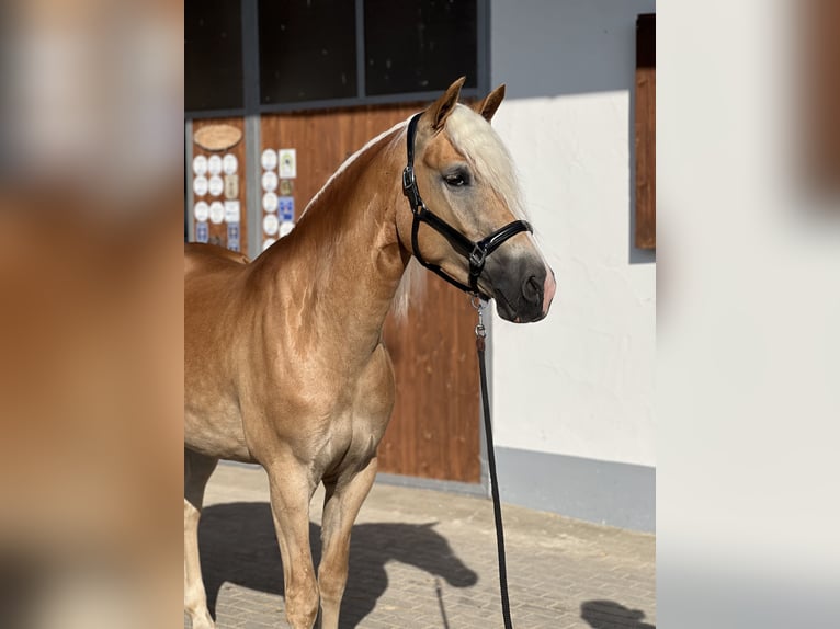Haflinger Merrie 3 Jaar 151 cm  in Laberweinting