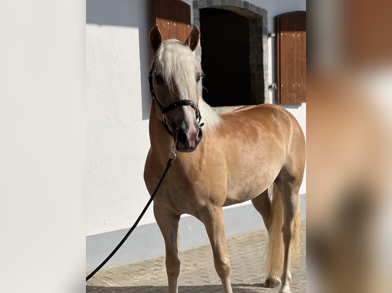 Haflinger Merrie 3 Jaar 151 cm  in Laberweinting