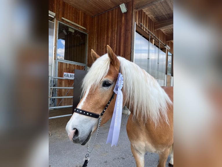 Haflinger Merrie 3 Jaar 152 cm  in Sölden