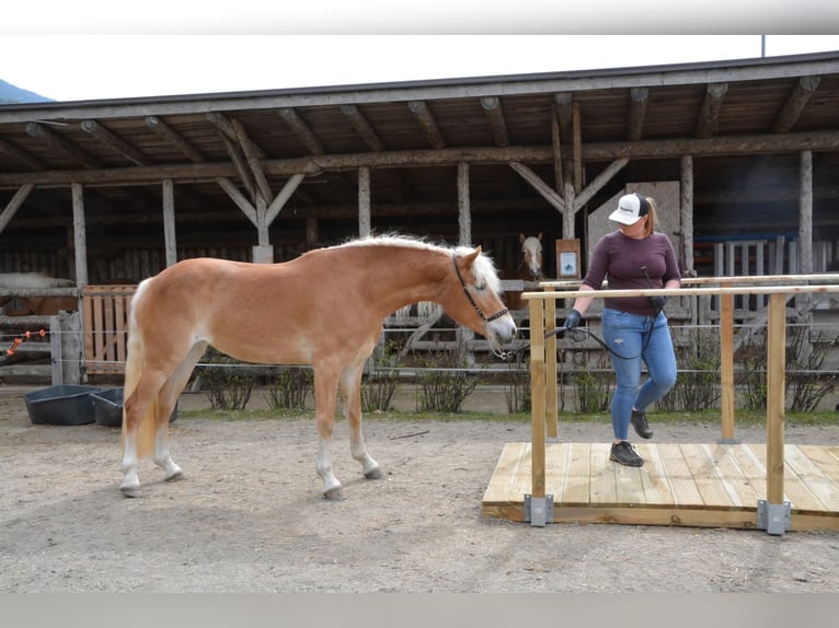 Haflinger Merrie 3 Jaar 152 cm  in Sölden
