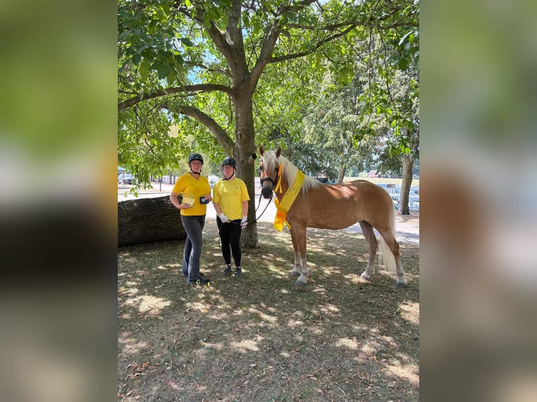Haflinger Merrie 3 Jaar 153 cm Vos in Meinersen