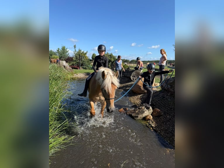 Haflinger Merrie 3 Jaar 153 cm Vos in Meinersen
