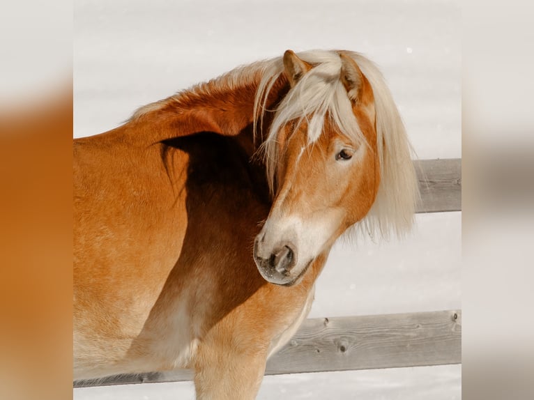 Haflinger Merrie 3 Jaar 153 cm Vos in Nauders