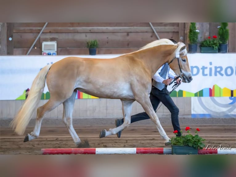 Haflinger Merrie 3 Jaar 153 cm Vos in Nauders