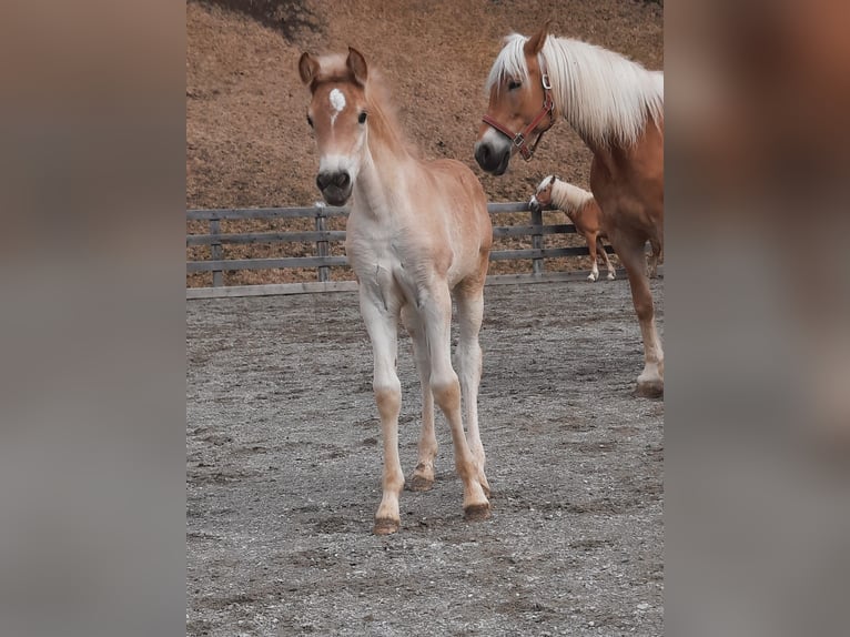 Haflinger Merrie 3 Jaar 153 cm Vos in Nauders