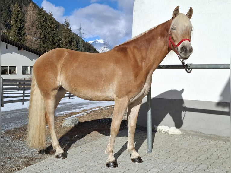 Haflinger Merrie 3 Jaar 153 cm Vos in Nauders