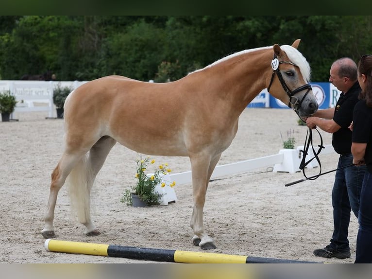 Haflinger Merrie 3 Jaar 153 cm Vos in Ottenhausen