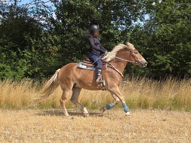 Haflinger Merrie 3 Jaar 153 cm Vos in Linkenbach