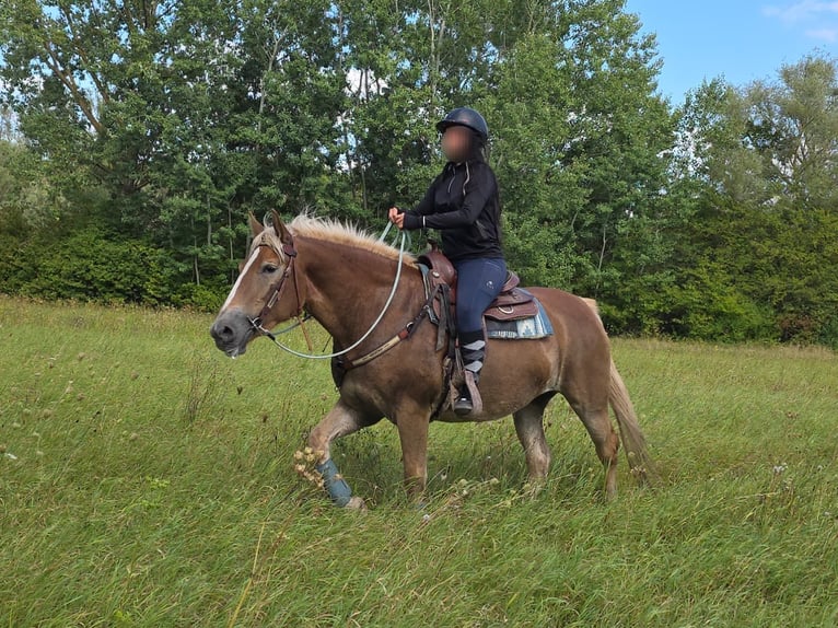 Haflinger Merrie 3 Jaar 153 cm Vos in Linkenbach