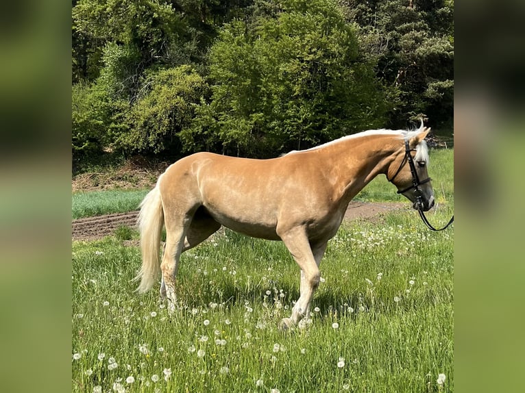 Haflinger Merrie 3 Jaar 154 cm  in Jenesien