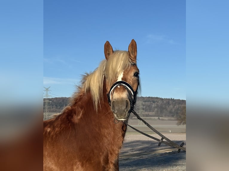 Haflinger Merrie 3 Jaar 154 cm Vos in Riedlingen