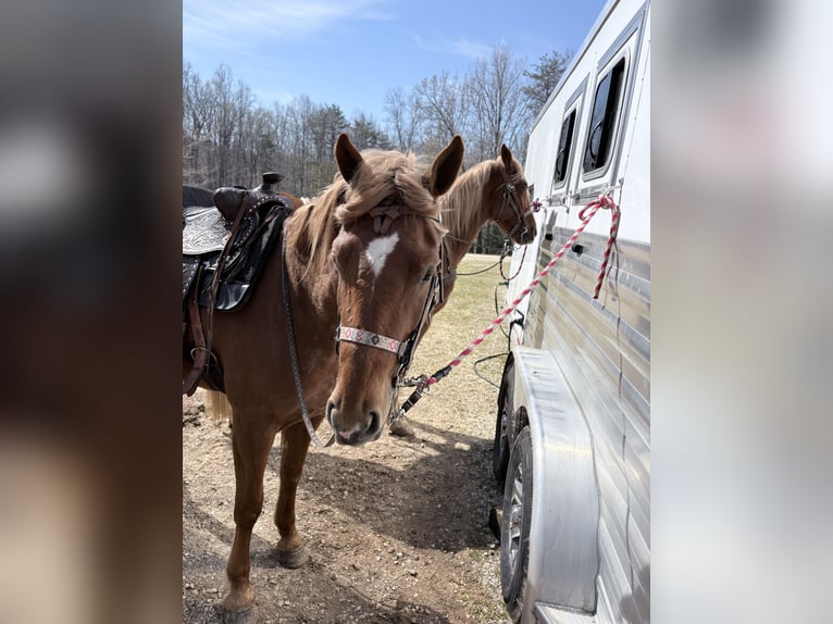 Haflinger Mix Merrie 3 Jaar 155 cm Roodvos in Augusta