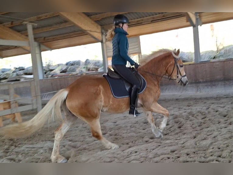 Haflinger Merrie 3 Jaar 155 cm Vos in Th&#xF6;rl Maglern