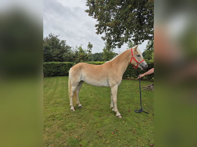 Haflinger Merrie 3 Jaar in Venlo