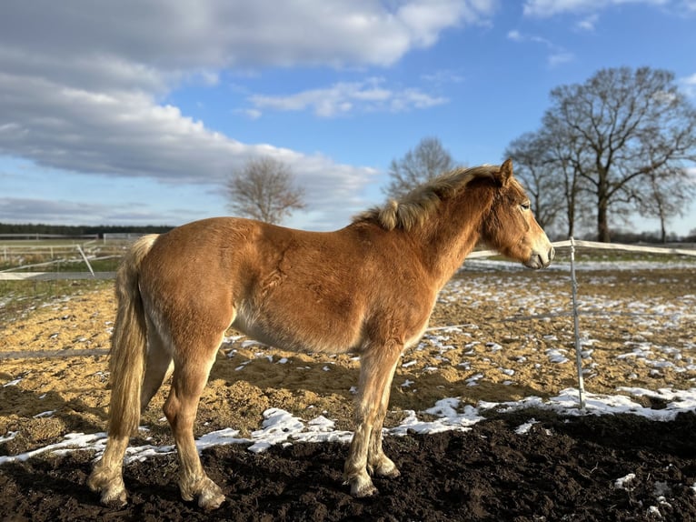 Haflinger Merrie 3 Jaar in Bremerhaven