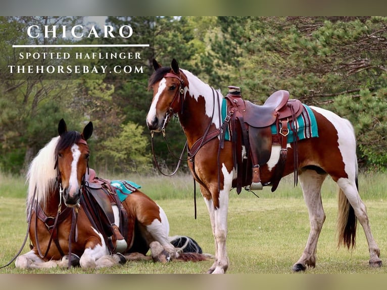 Haflinger Mix Merrie 3 Jaar Roodbruin in Hesperia, MI