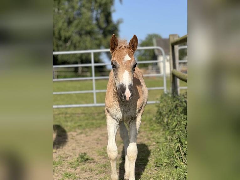 Haflinger Merrie 3 Jaar Vos in Seedorf