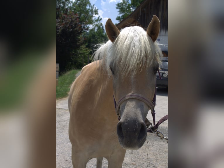 Haflinger Merrie 3 Jaar Vos in Plasselb