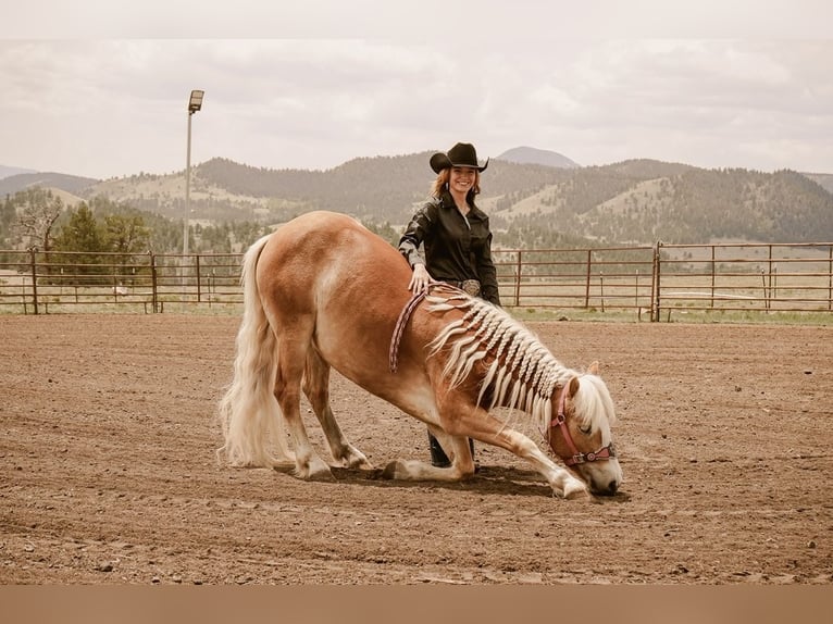 Haflinger Merrie 4 Jaar 135 cm Donkere-vos in Guffey, CO
