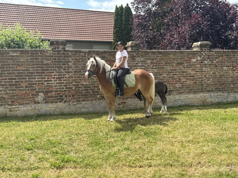 Haflinger Merrie 4 Jaar 140 cm  in Freyburg
