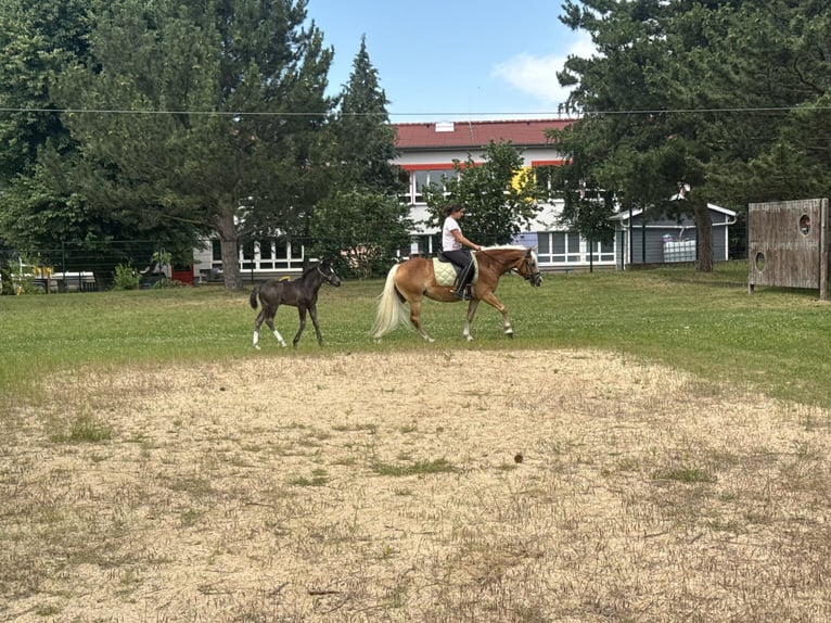 Haflinger Merrie 4 Jaar 140 cm  in Freyburg