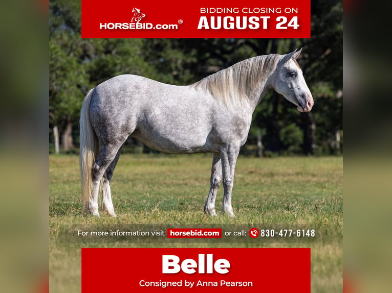 Haflinger Mix Merrie 4 Jaar 142 cm Schimmel in Cuero