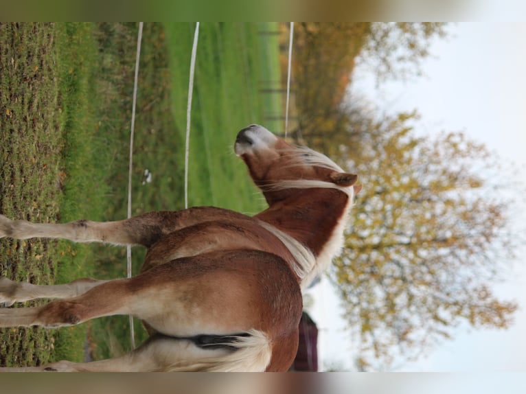 Haflinger Merrie 4 Jaar 144 cm in Alsfeld