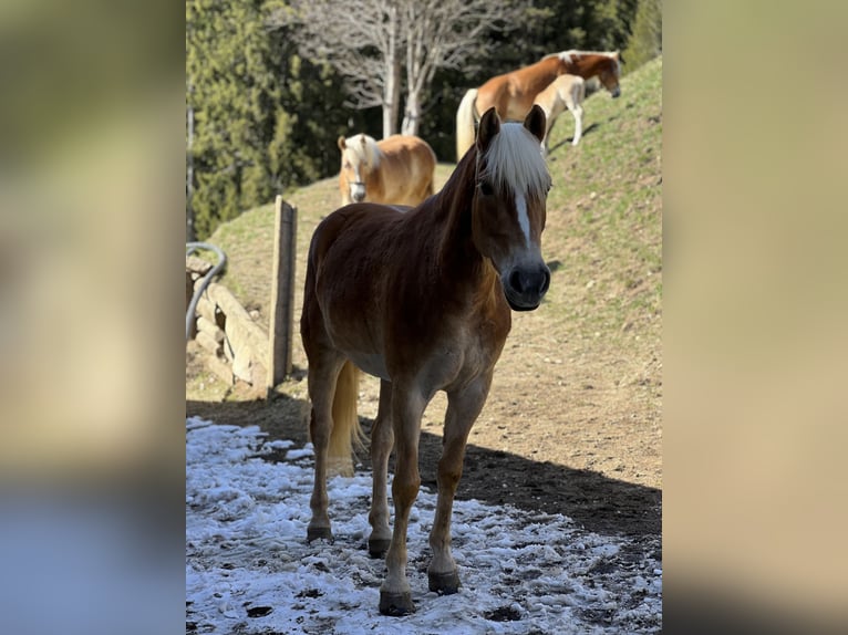 Haflinger Merrie 4 Jaar 145 cm Donkere-vos in Bozen