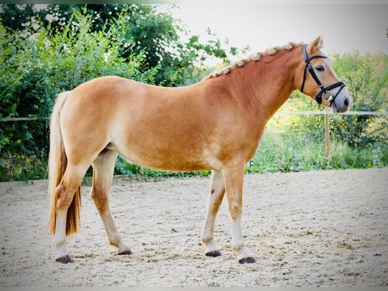 Haflinger Merrie 4 Jaar 145 cm Palomino in Karlsbad