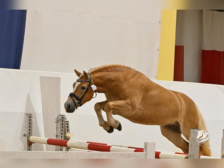 Haflinger Merrie 4 Jaar 145 cm Palomino in Karlsbad