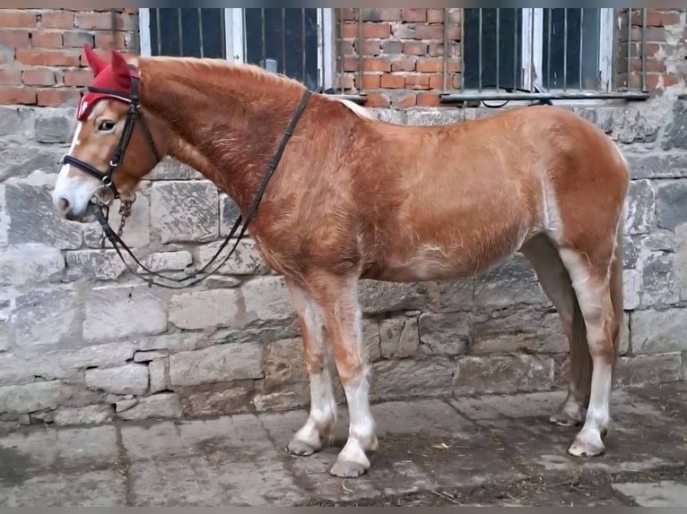 Haflinger Merrie 4 Jaar 145 cm in Cr&#xF6;lpa-L&#xF6;bsch&#xFC;tz