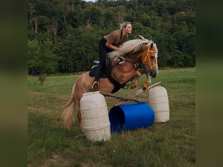 Haflinger Merrie 4 Jaar 145 cm in Cr&#xF6;lpa-L&#xF6;bsch&#xFC;tz