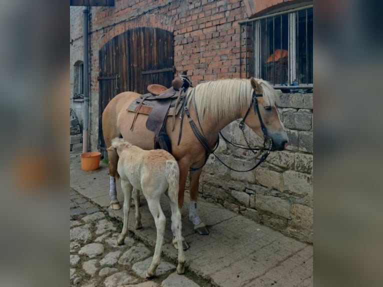 Haflinger Merrie 4 Jaar 145 cm in Cr&#xF6;lpa-L&#xF6;bsch&#xFC;tz
