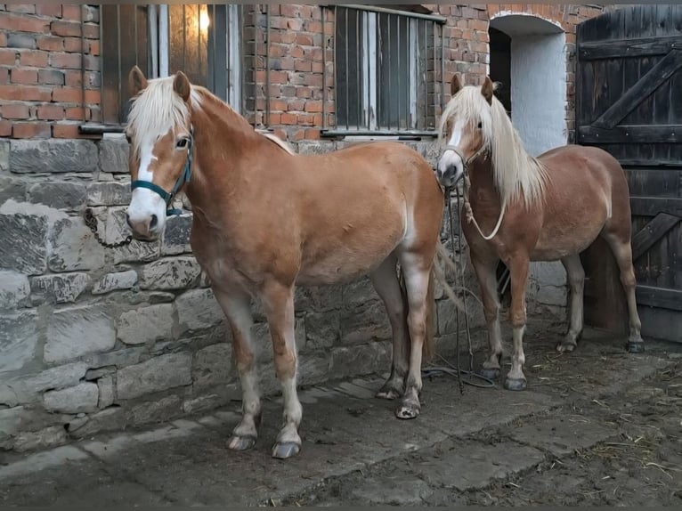 Haflinger Merrie 4 Jaar 145 cm in Cr&#xF6;lpa-L&#xF6;bsch&#xFC;tz