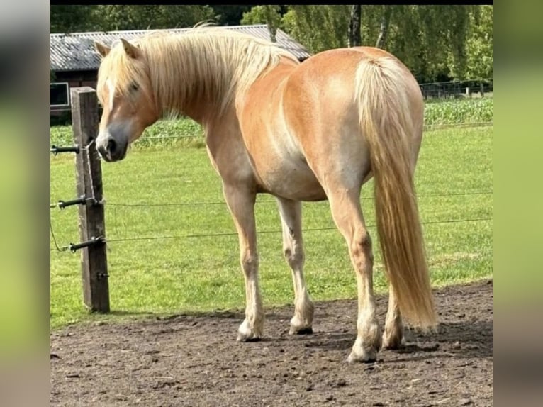 Haflinger Merrie 4 Jaar 145 cm  in Stadtlohn