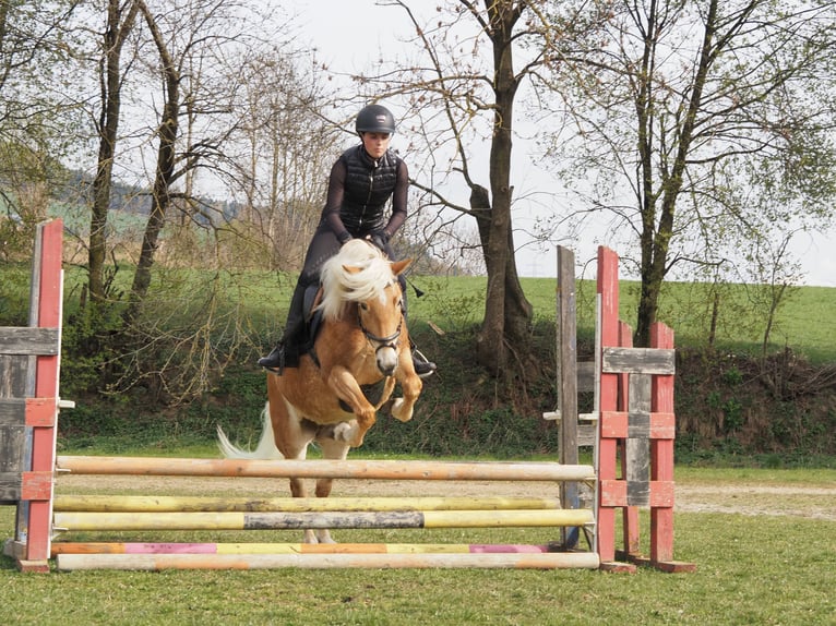 Haflinger Merrie 4 Jaar 145 cm Vos in Bad St. Leonhard