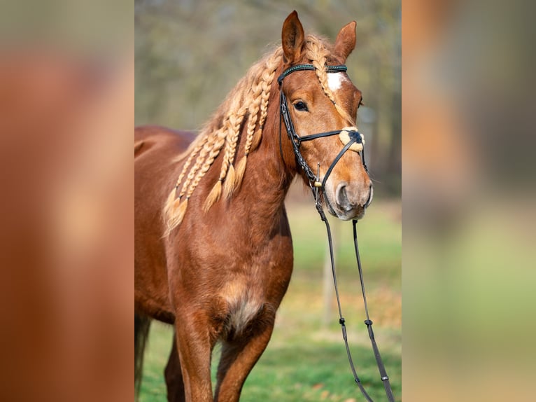 Haflinger Mix Merrie 4 Jaar 145 cm Vos in Nettetal