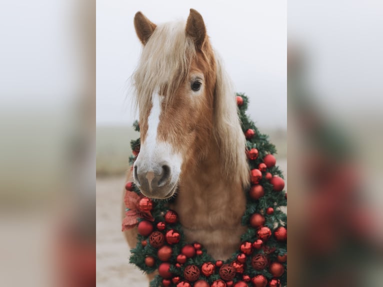 Haflinger Merrie 4 Jaar 145 cm Vos in Sirksfelde