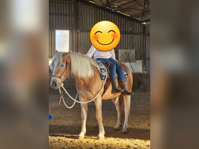 Haflinger Merrie 4 Jaar 145 cm Vos in Sirksfelde